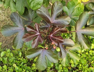Jatropha plant (Jatropha curcas), Ideal for educational content, botanical documentaries, herbal medicine visuals, or sustainable agriculture themes. Medicinal and biofuel properties.