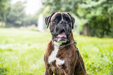 beautiful 3 years old purebred golden brown german boxer dog puppy jumping playing outdoor shooting