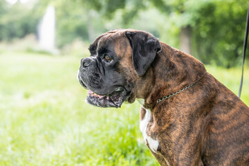 beautiful 3 years old purebred golden brown german boxer dog puppy jumping playing outdoor shooting