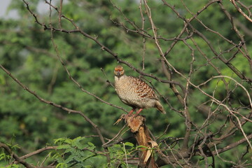 Francolin grey 
