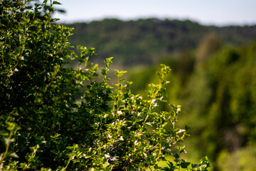 A leafy green bush catches the golden afternoon sunlight with a soft-focus forested hill in the distant background.