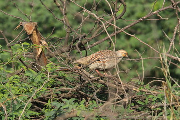 Francolin grey 