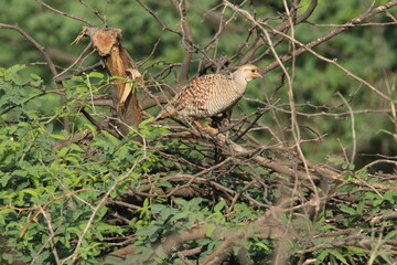 Francolin grey 