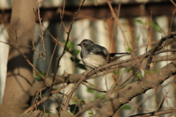 Birds on tree
