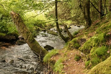 Obraz premium Mossy Creek in a Pristine Forest, flowing Water and Wild Vegetation in the Spessart Valley