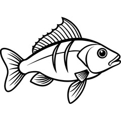 Zander Outline Drawing Monoline Vector Art