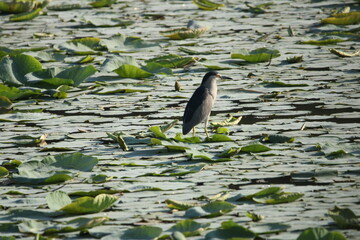 Birds in lake