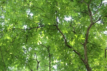 green leaves background, green fresh leaves on a tree branch