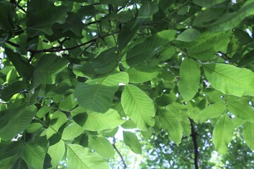 green leaves background, green fresh leaves on a tree branch