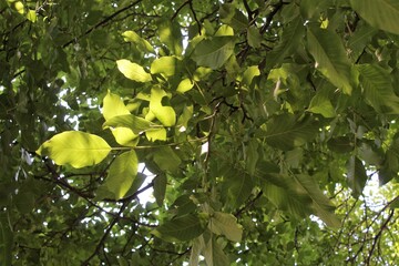 green leaves background, green fresh leaves on a tree branch