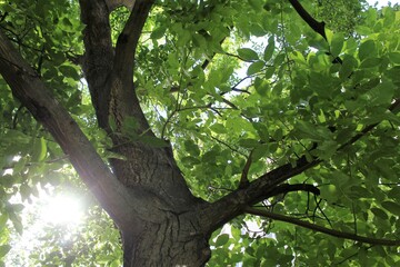 walnut tree in summer, green fresh leaves on the tree