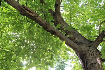 walnut tree in summer, green leaves on the tree