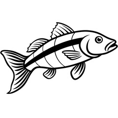 Zander Outline Drawing Monoline Vector Art