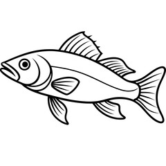 Zander Outline Drawing Monoline Vector Art