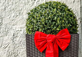 Decorative plant with vibrant red bow against a textured white wall in a cozy outdoor space during daylight hours