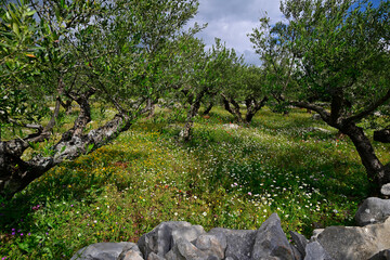 Olivenhain auf der Mani (Peloponnes, Griechenland) // Olive grove (Mani, Peloponnese, Greece)