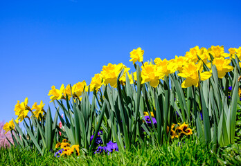 daffodil flowers in front of blue sky