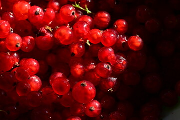 red currants on a white background