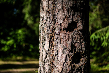 Detailed view of rough pine tree bark in a sunlit forest, highlighting natural textures and...