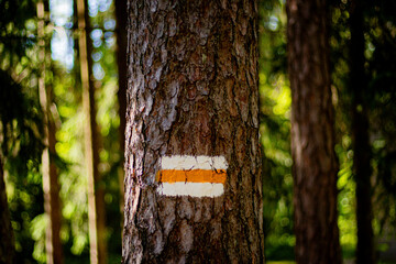 Orange and white hiking trail marker painted on tree bark in a sunlit forest, indicating a...