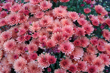 autumn bloom of pink chrysanthemum (multiflora) in the garden