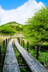 八島ヶ原湿原　初夏