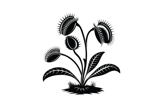 Venus flytrap plant with leaves vector silhouette