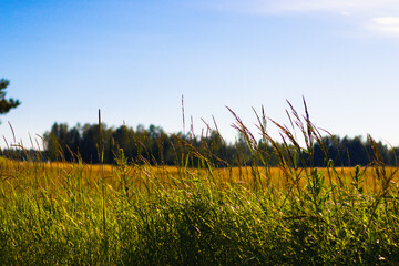 Sunlit tall grass sways in a rural field under a clear blue sky, with a forest line visible in the...