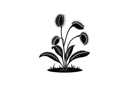 Venus Flytrap Plant with Spiked Traps Black Silhouette