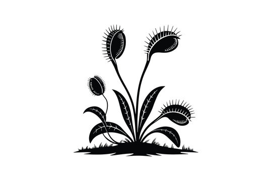 Venus Flytrap Plant Black and White Silhouette
