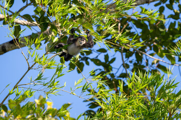 Black-shanked Douc Langur - Pygathrix nigripes, beautiful Critically Endangered native to forests of Indochina, Vietnam.
