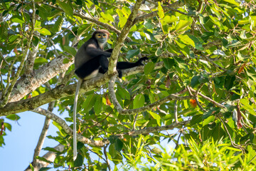 Black-shanked Douc Langur - Pygathrix nigripes, beautiful Critically Endangered native to forests of Indochina, Vietnam.