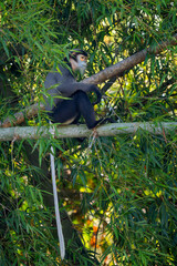Black-shanked Douc Langur - Pygathrix nigripes, beautiful Critically Endangered native to forests...