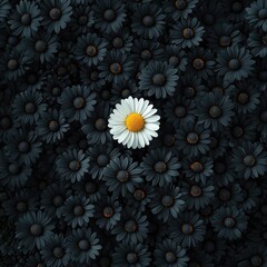 A single, bright white daisy with a yellow center stands out amongst a sea of dark grey daisies
