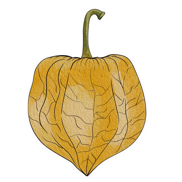 gooseberry01