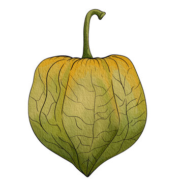 gooseberry01