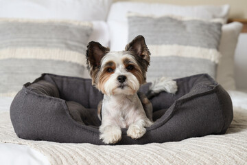 Adorable Biewer Terrier dog lying in pet bed at home