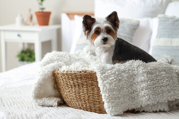 Cute Biewer Terrier dog sitting in wicker pet bed at home