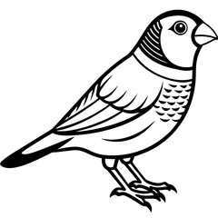 Zebra Finch Outline Bird Vector