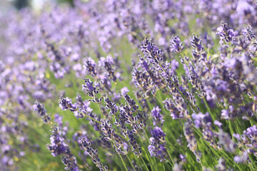 Obraz premium Field of blooming lavender. Close-up of lavender bushes with selective focus. Lavender on a sunny day. Aromatherapy. Natural background. Growing lavender bushes