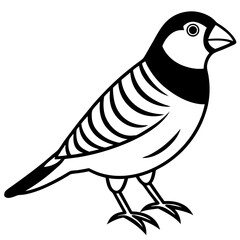 Zebra Finch Outline Bird Vector