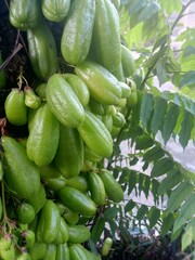 cucumbers in the market
