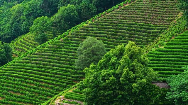 Aerial view of lush green tea plantation with terraced fields in the countryside during early morning light