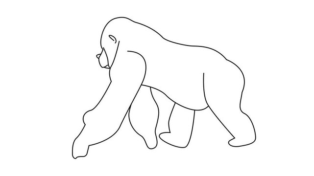 Gorilla walk cycle line animation, Loop 2d animation in line style
