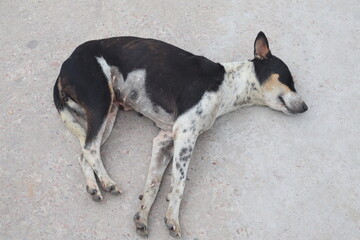 A sleeping black and white dog resting on concrete
