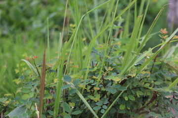 Closeup shot of lush green vegetation and grass