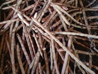 Dry Bean Pods After Harvest