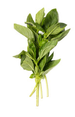 Fresh organic basil herb sprigs with vibrant green leaves and aromatic textures, isolated on transparent background, ideal for culinary or mediterranean recipes