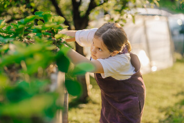 Young girl harvesting strawberries in lush green garden