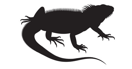 iguana silhouette, black color on white background. Iguana vector illustration, Green, Red, Black Iguana Silhouette. iguana, lizard,red iguana, green iguana, black iguana, reptile, silhouette, black a